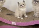 Clarck - Siberian Cat For Sale - MI&comma; US
