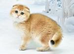 Sandra - Scottish Fold Cat For Sale - Chicago&comma; IL&comma; US