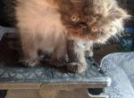 real cute - Persian Cat For Sale - Mora&comma; NM&comma; US