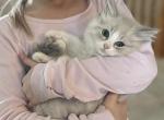 Foggy - Ragdoll Cat For Sale - Hutchinson&comma; MN&comma; US
