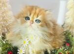 Cashmere - British Shorthair Cat For Sale - Woodruff&comma; SC&comma; US