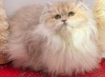 Bella - British Shorthair Cat For Sale - Atlanta&comma; GA&comma; US