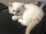 Male Flame Ragdoll - Ragdoll Cat For Sale - Pittsfield&comma; MA&comma; US