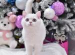 Wiki - British Shorthair Cat For Sale - Brooklyn&comma; NY&comma; US