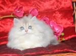 Milena - British Shorthair Cat For Sale - Brooklyn&comma; NY&comma; US