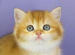 Zoe - British Shorthair Cat For Sale - Brooklyn&comma; NY&comma; US