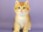 Zosya - British Shorthair Cat For Sale - Brooklyn&comma; NY&comma; US