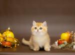 Agatha - British Shorthair Cat For Sale - Brooklyn&comma; NY&comma; US