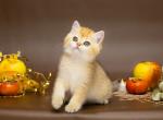 Adaline - British Shorthair Cat For Sale - Brooklyn&comma; NY&comma; US