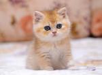 Sunny - British Shorthair Cat For Sale - Brooklyn&comma; NY&comma; US