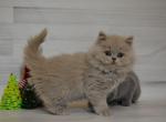 Brillex - British Shorthair Cat For Sale - Brooklyn&comma; NY&comma; US