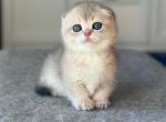 Jam - Munchkin Cat For Sale - Pembroke Pines&comma; FL&comma; US