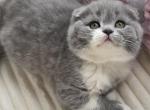 Honey - Scottish Fold Cat For Sale - Norwalk&comma; CT&comma; US