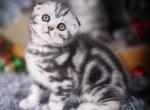 Mars - Scottish Fold Cat For Sale - Norwalk&comma; CT&comma; US