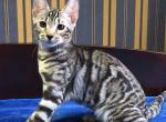 Ulyana - Bengal Cat For Sale - Norwalk&comma; CT&comma; US
