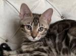 Viola - Bengal Cat For Sale - Norwalk&comma; CT&comma; US