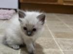 1 AVAILABLE Reinas kittens Kats Ravishing ragdolls - Ragdoll Cat For Sale - Lancaster&comma; PA&comma; US