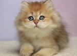 Saharok - British Shorthair Cat For Sale - Norwalk&comma; CT&comma; US