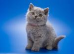 Yamaha - British Shorthair Cat For Sale - Grayslake&comma; IL&comma; US