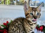 Michael - Savannah Cat For Sale - Bradenton&comma; FL&comma; US