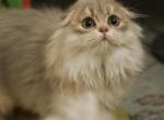 Queenie - Scottish Fold Cat For Sale - Levittown&comma; PA&comma; US