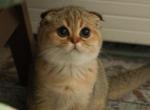 Brownie - Scottish Fold Cat For Sale - Levittown&comma; PA&comma; US