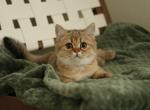 Chucky - Scottish Straight Cat For Sale - Levittown&comma; PA&comma; US