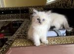 Stevey - Siberian Cat For Sale - MI&comma; US