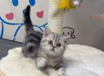 Poki - American Shorthair Cat For Sale - San Jose&comma; CA&comma; US