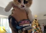 Munchkin Calico Megan Pending Adoption - Munchkin Cat For Sale - West Palm Beach&comma; FL&comma; US