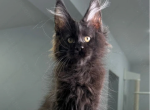 Imperator - Maine Coon Cat For Sale - Abington&comma; PA&comma; US