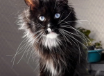 Queen Blue Sapphire - Maine Coon Cat For Sale - Abington&comma; PA&comma; US
