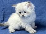 Eeny Meeny - Siberian Cat For Sale - Milton Freewater&comma; OR&comma; US