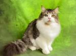 Charlie - Siberian Cat For Sale - Pembroke Pines&comma; FL&comma; US