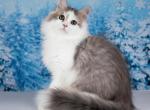 Shaman - Siberian Cat For Sale - Pembroke Pines&comma; FL&comma; US