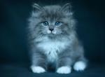 King - Siberian Cat For Sale - Pembroke Pines&comma; FL&comma; US