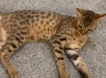 Phil - Savannah Cat For Sale - Bradenton&comma; FL&comma; US