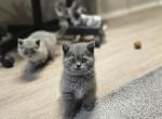 Smokey - Scottish Straight Cat For Sale - New York&comma; NY&comma; US