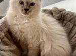 Parker - Ragdoll Cat For Sale - Mount Joy&comma; PA&comma; US