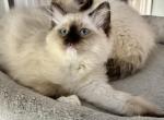 JADE - Ragdoll Cat For Sale - Mount Joy&comma; PA&comma; US