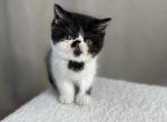 Lila - Exotic Cat For Sale - Roseville&comma; CA&comma; US