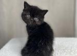 Mystery - Exotic Cat For Sale - Roseville&comma; CA&comma; US