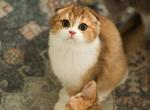 Tiktok - Scottish Fold Cat For Sale - Levittown&comma; PA&comma; US