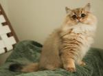 Sky - Scottish Straight Cat For Sale - Levittown&comma; PA&comma; US