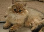 Pooh - Scottish Straight Cat For Sale - Levittown&comma; PA&comma; US