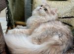 Charlie - British Shorthair Cat For Sale - FL&comma; US