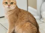EMMA - British Shorthair Cat For Sale - FL&comma; US