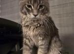Maine Coone - Maine Coon Cat For Sale - Brooklyn&comma; NY&comma; US