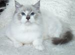 Prince - Ragdoll Cat For Sale - Pembroke Pines&comma; FL&comma; US