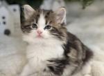 Zoey - Domestic Cat For Sale - Battle Ground&comma; WA&comma; US